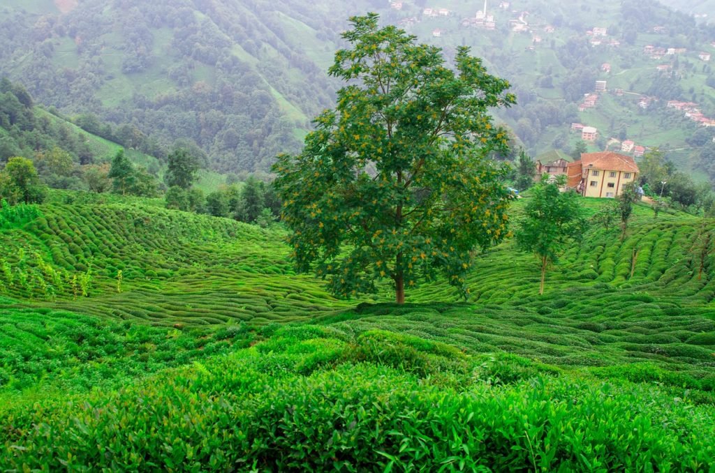 L’arbre producteur de thés s’appelle le théier.